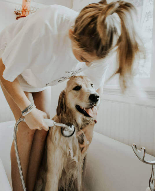 Dog Salon